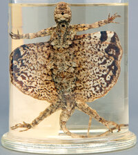 [Translate to English:] Eine Flugechse in einem Glas gefüllt mit Formaldehyd.